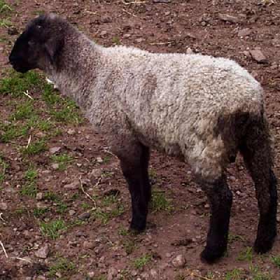 اسهال در گوسفندان؛ یکی از علائم بیماری در گوسفند