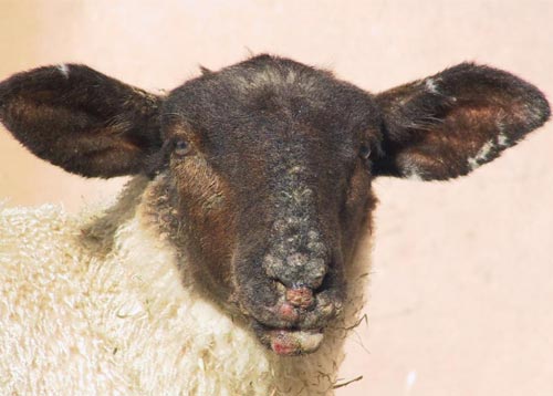 بیماری اورف یا اکتیما در گوسفندان