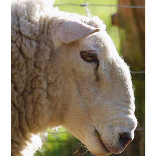 چرخش در گوسفندان یا بیماری سنوروس سربرالیس