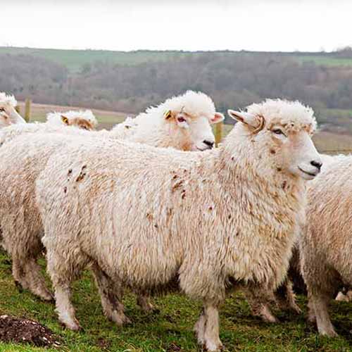 معرفی انواع بیماری در گوسفندان