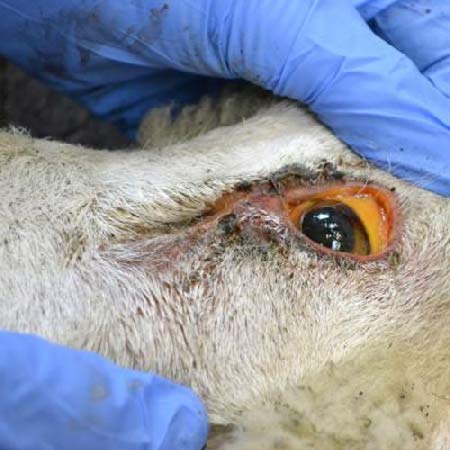 مسمومیت با مس در گوسفندان و زرد شدن چشم 