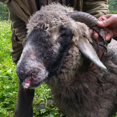 علائم بیماری آبله در گوسفندان