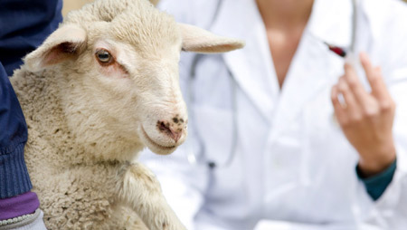 بهترین راه پیشگیری از بیماری آبله در گوسفندان