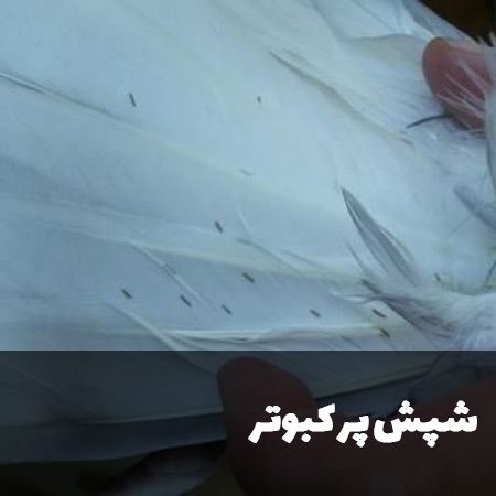 شپش پر نشان دهنده انگل های پوستی کبوتر