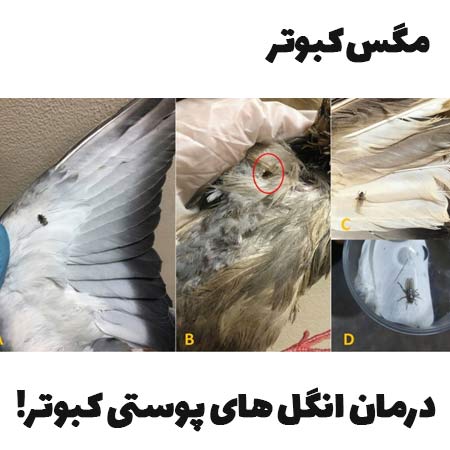 انگل های خارجی (پوستی) کبوتر