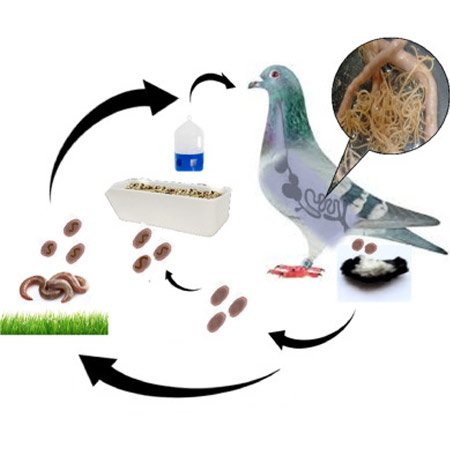 چرخه انگل در کبوتر