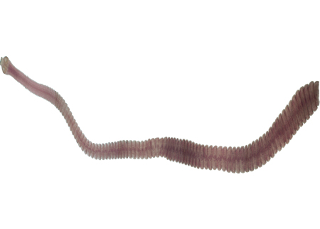 کرم نواری در کبوتر نشان دهنده انگل های داخلی