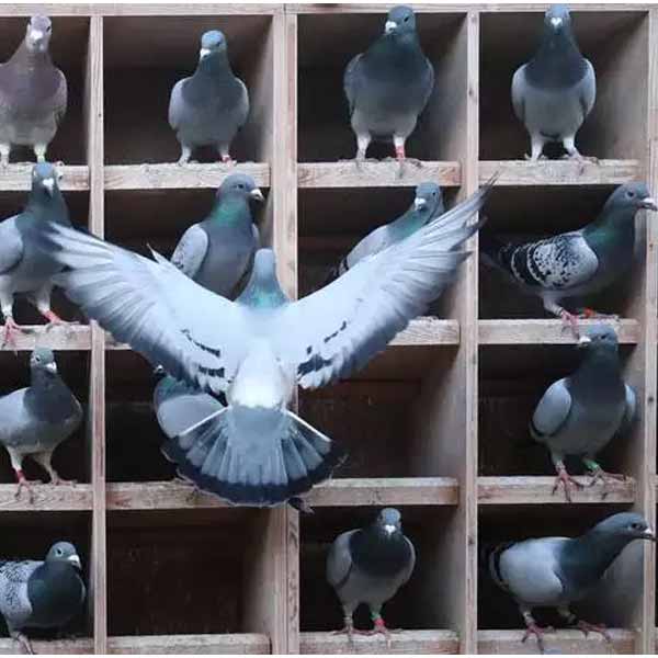 جدا کردن و قفسه بندی کبوتر ها برای پیشگیری از سرف در کبوتر