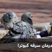 درمان سرفه کبوتر