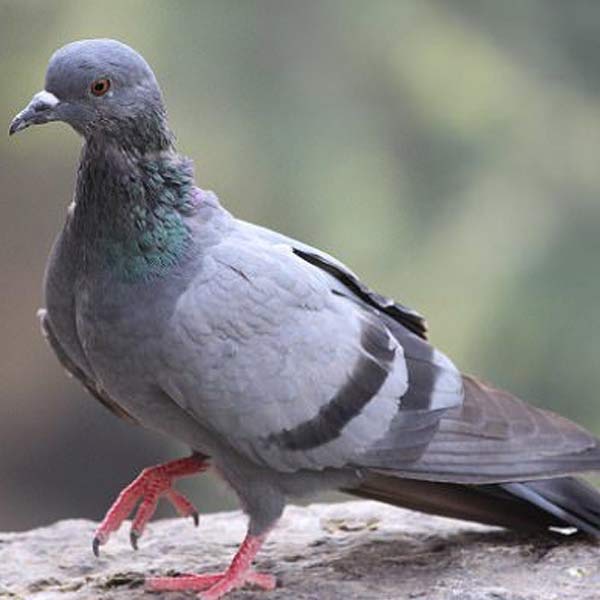 موارد استفاده غلط از مترانیدازول برای کبوتر:
