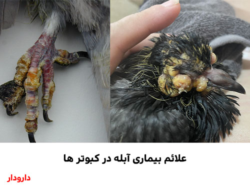 علائم بیماری آبله در کبوتر