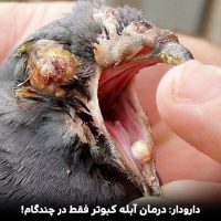 درمان بیماری آبله در کبوتر